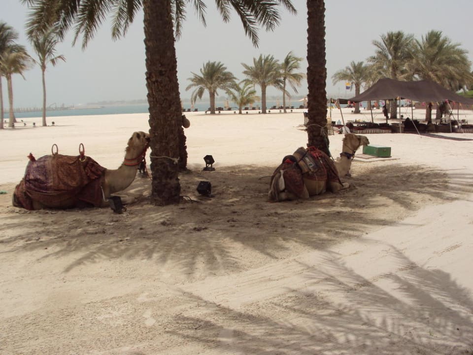 Kamelreiten am Strand Emirates Palace Mandarin Oriental