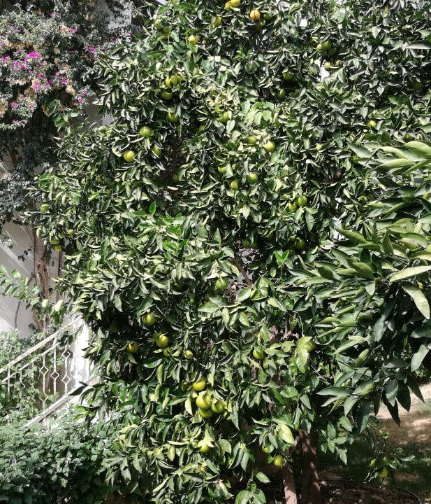 Gartenanlage Trendy Palm Beach (Adults Only, 16+)