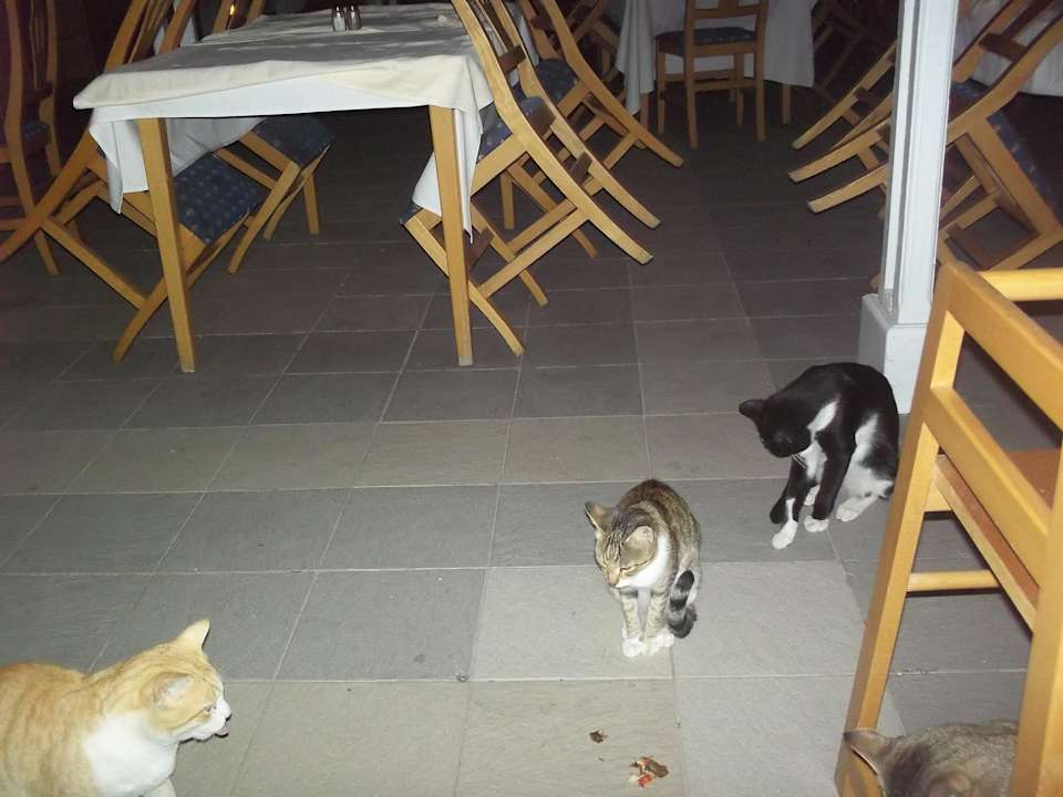 Ganz viele die waren so suss Hotel El Mouradi Djerba Menzel