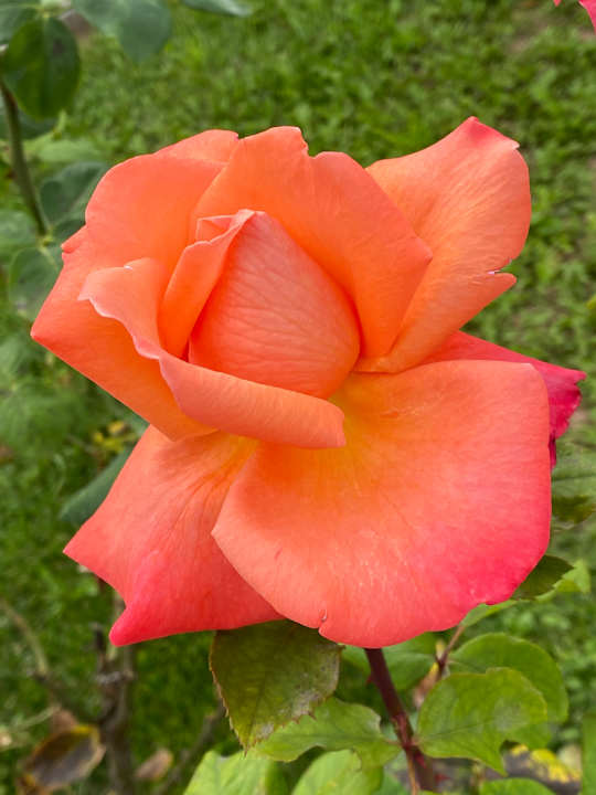 Gartenanlage Hotel Belsoggiorno