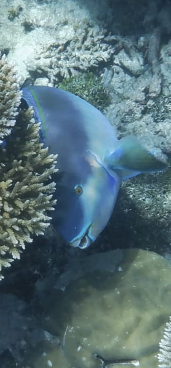 Sport & Freizeit NH Collection Maldives Havodda Resort