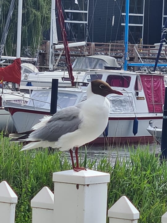 Ausblick Roompot Marinapark Volendam