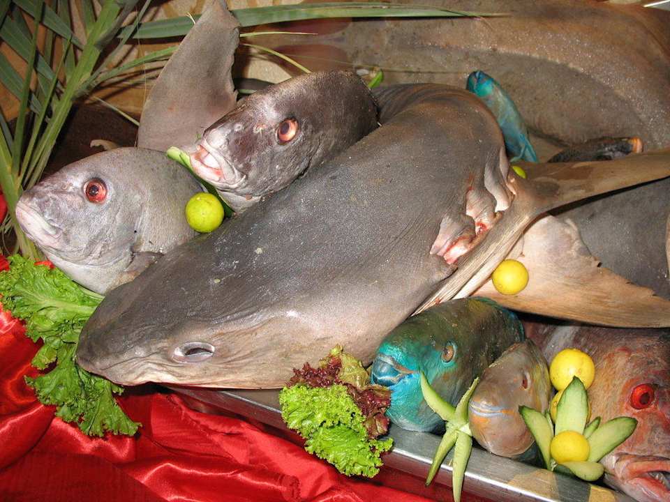 Echter Hai Pickalbatros Alf Leila Wa Leila Resort - Neverland Hurghada