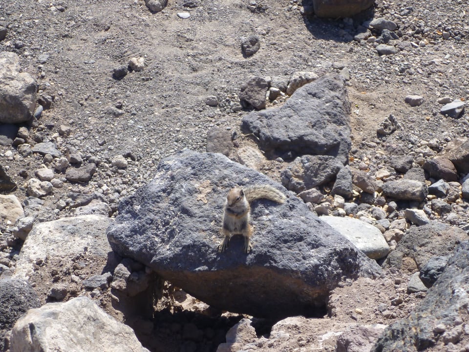 Streifenhörnchen Iberostar Waves Gaviotas Park