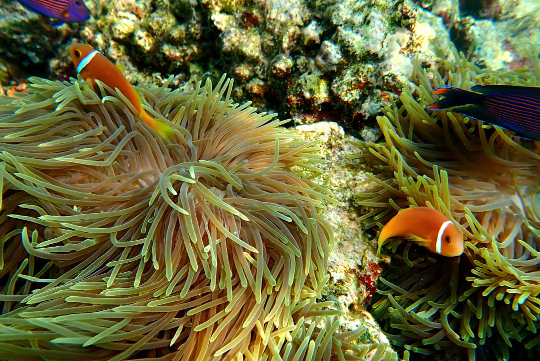 Sport & Freizeit Summer Island Maldives