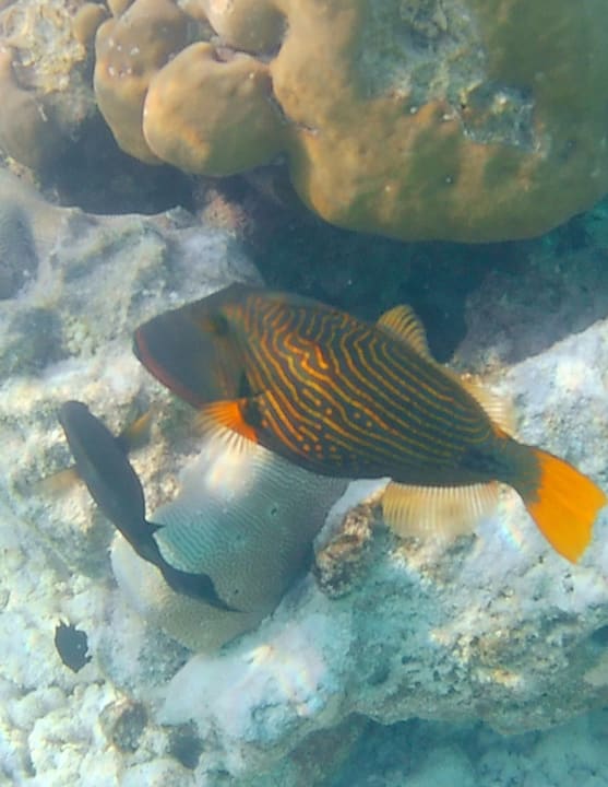 Sport & Freizeit Adaaran Select Meedhupparu Island Resort - Premium All Inclusive