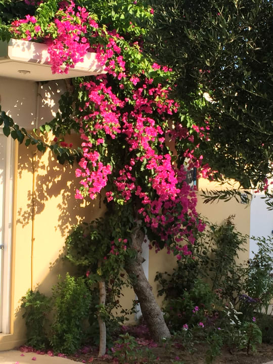 Gartenanlage TUI KIDS CLUB Alex Beach