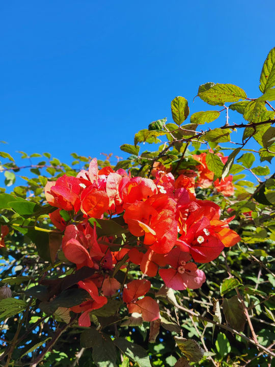 Gartenanlage ROBINSON QUINTA DA RIA