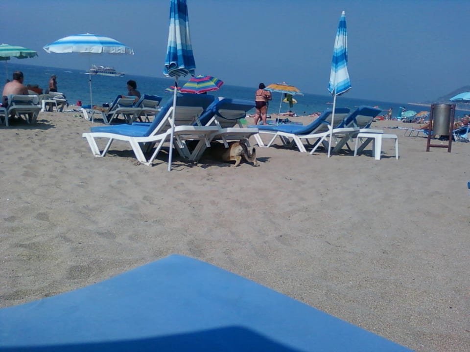 Feiner Sand Kleopatra Fatih Hotel