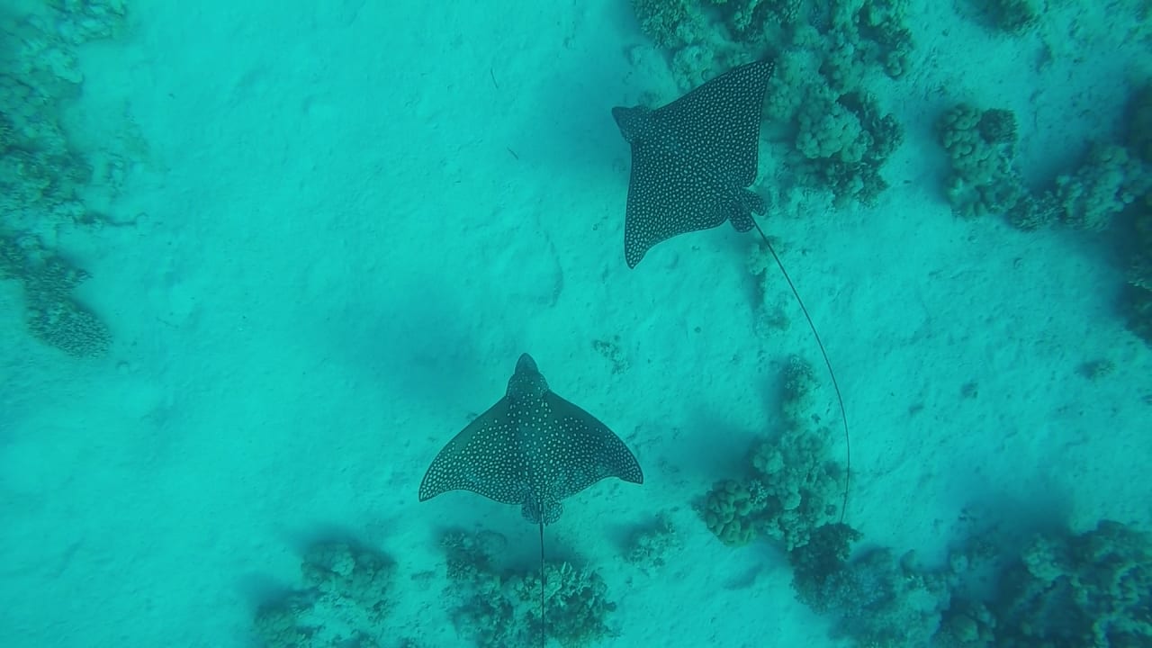 Sport & Freizeit Cleopatra Luxury Resort Makadi Bay