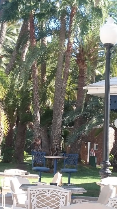 Gartenbar Hotel Riu Palace Oasis