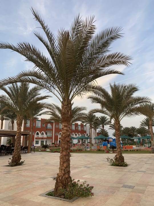 Gartenanlage SUNRISE Garden Beach Resort