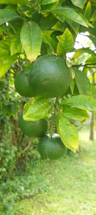 Gartenanlage VONRESORT Golden Beach