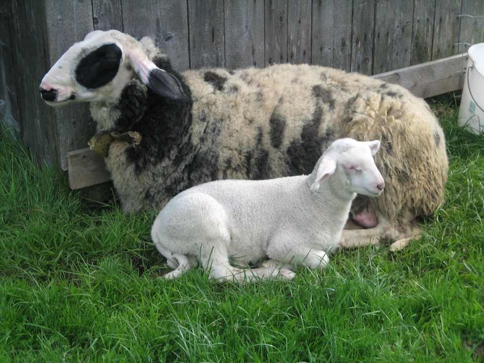 Streicheltiere Bauernhof Ablass Familie Zettel