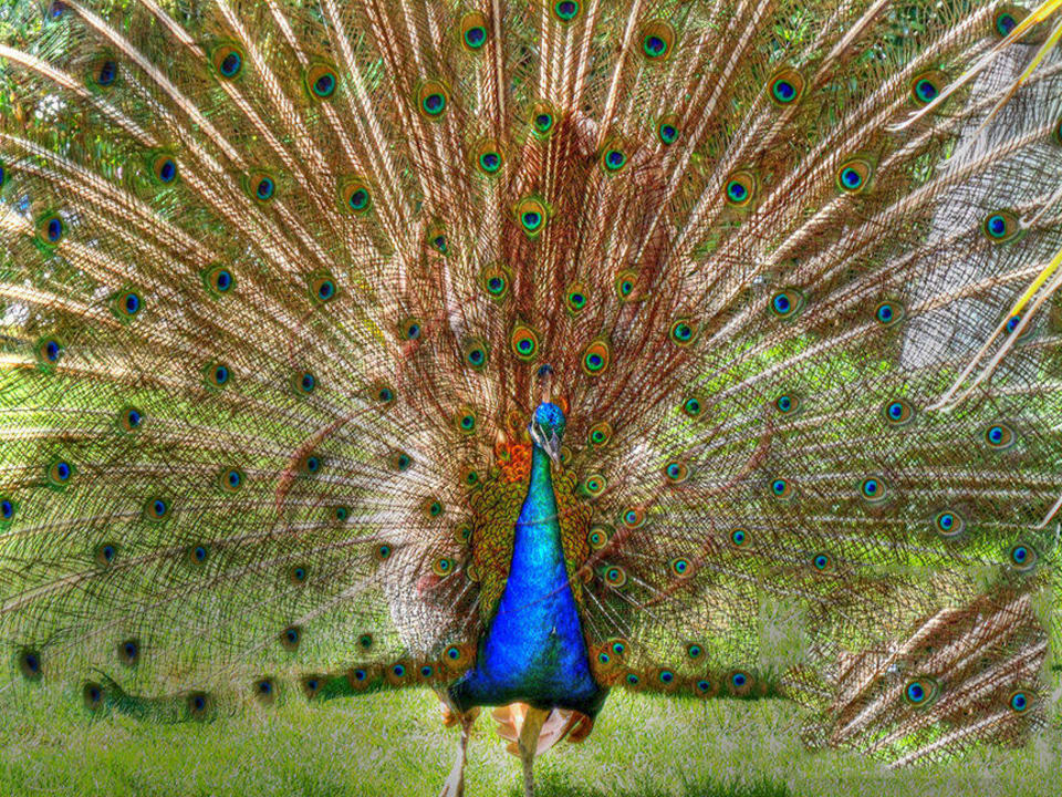 Schöner Pfau Seaden Sea World Resort & Spa