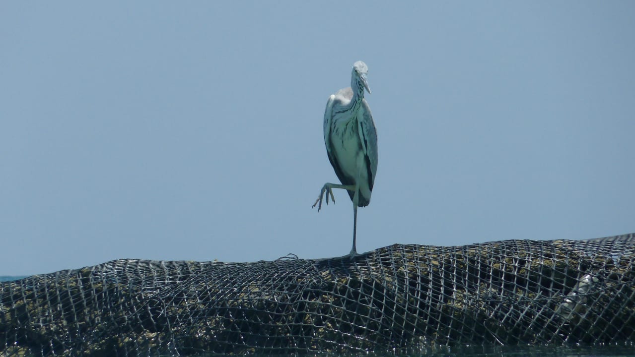 Lagunenstrand Kuramathi Maldives