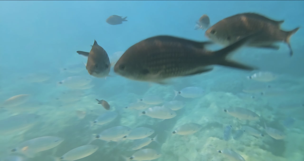 Strand Crystal Springs Beach Hotel