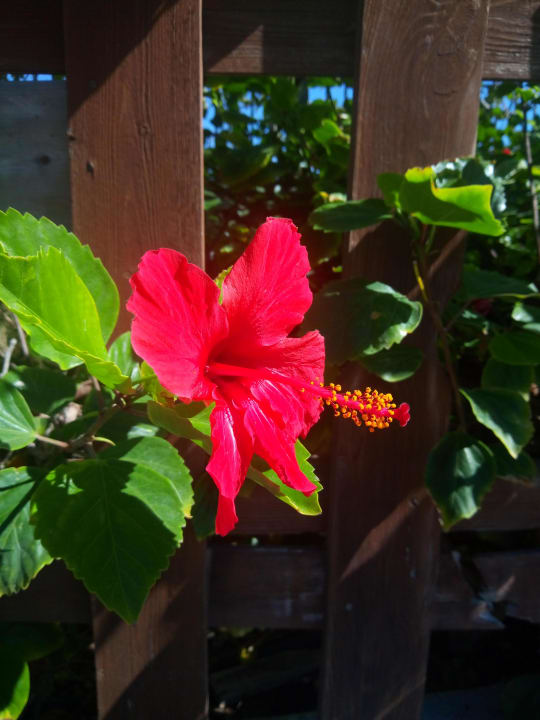 Gartenanlage Kipriotis Village Resort