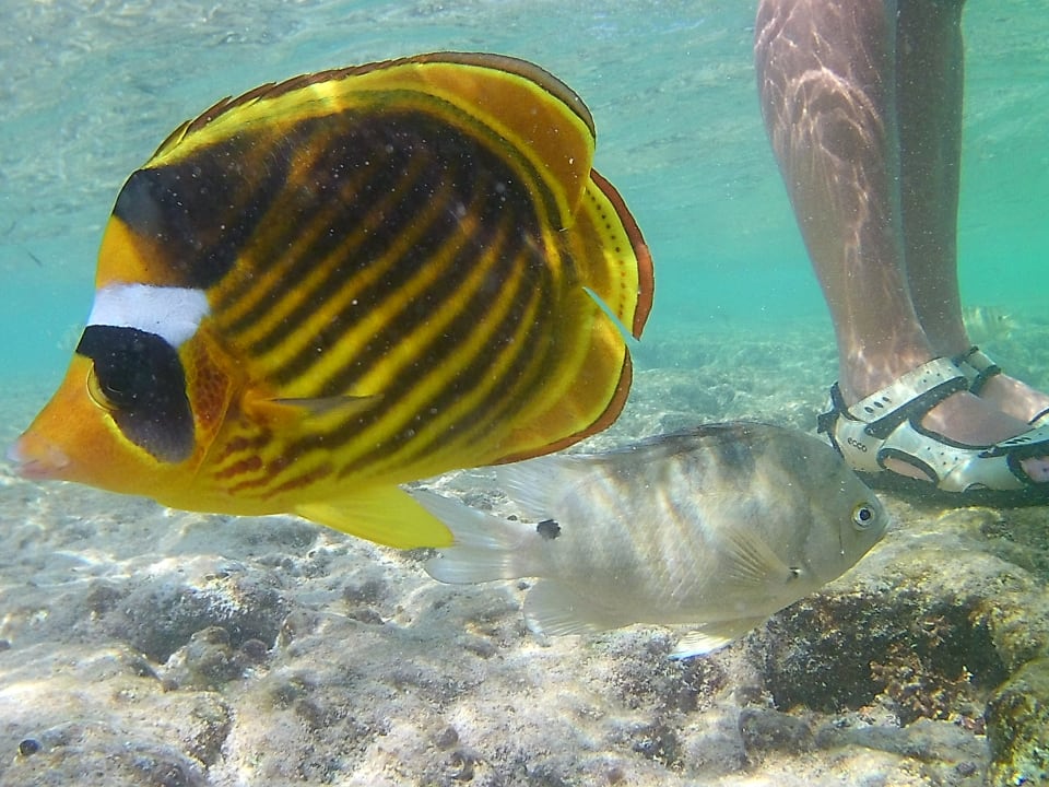 Sport & Freizeit Pickalbatros Citadel Resort