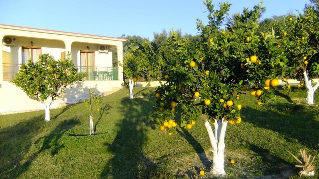 Zitronenbäume Hotel Zorbas