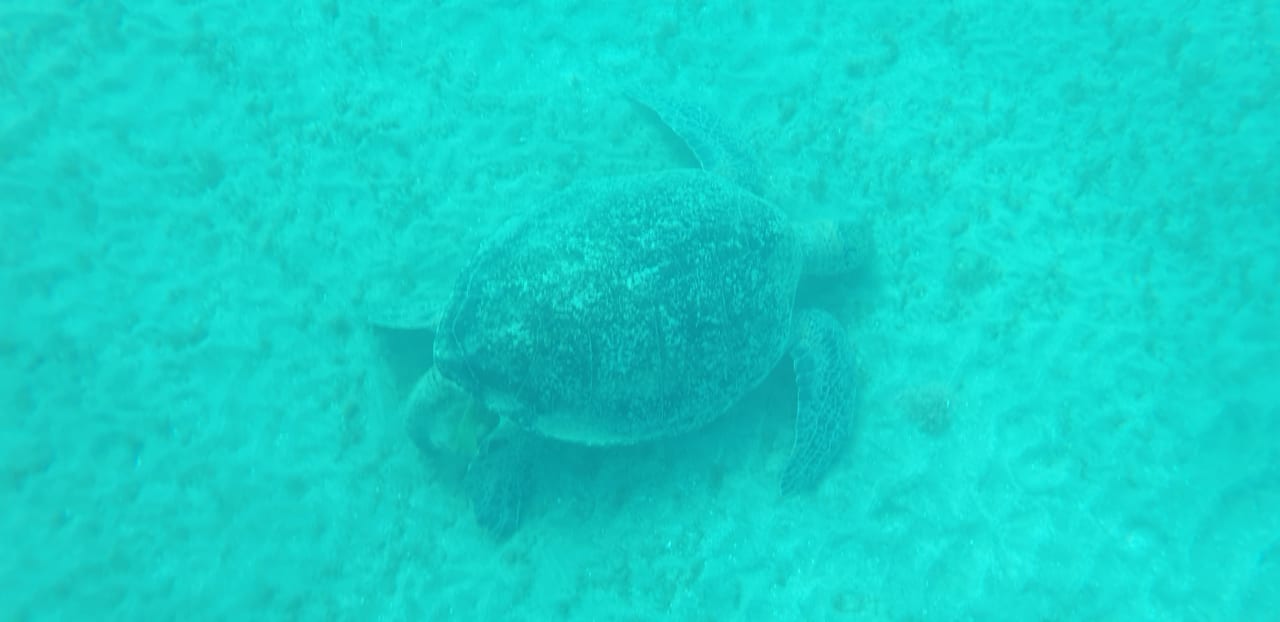 Strand Malikia Resort Abu Dabbab