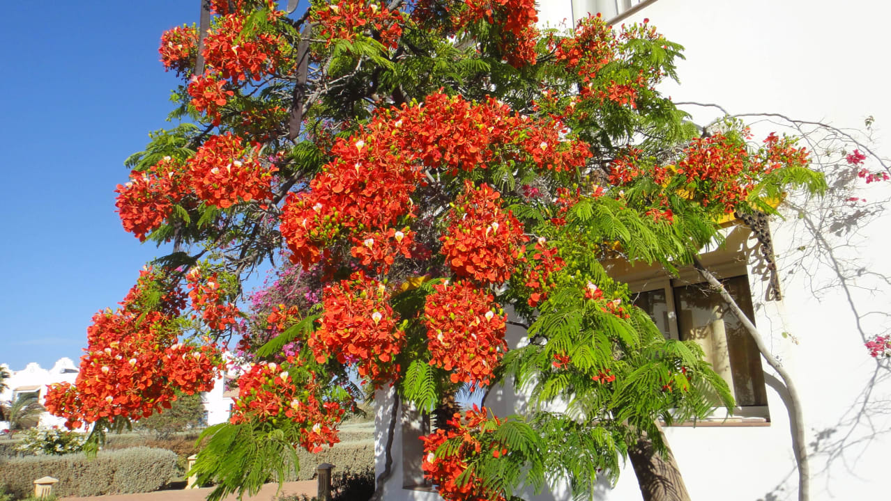 Blütenpracht Lahami Bay Beach Resort