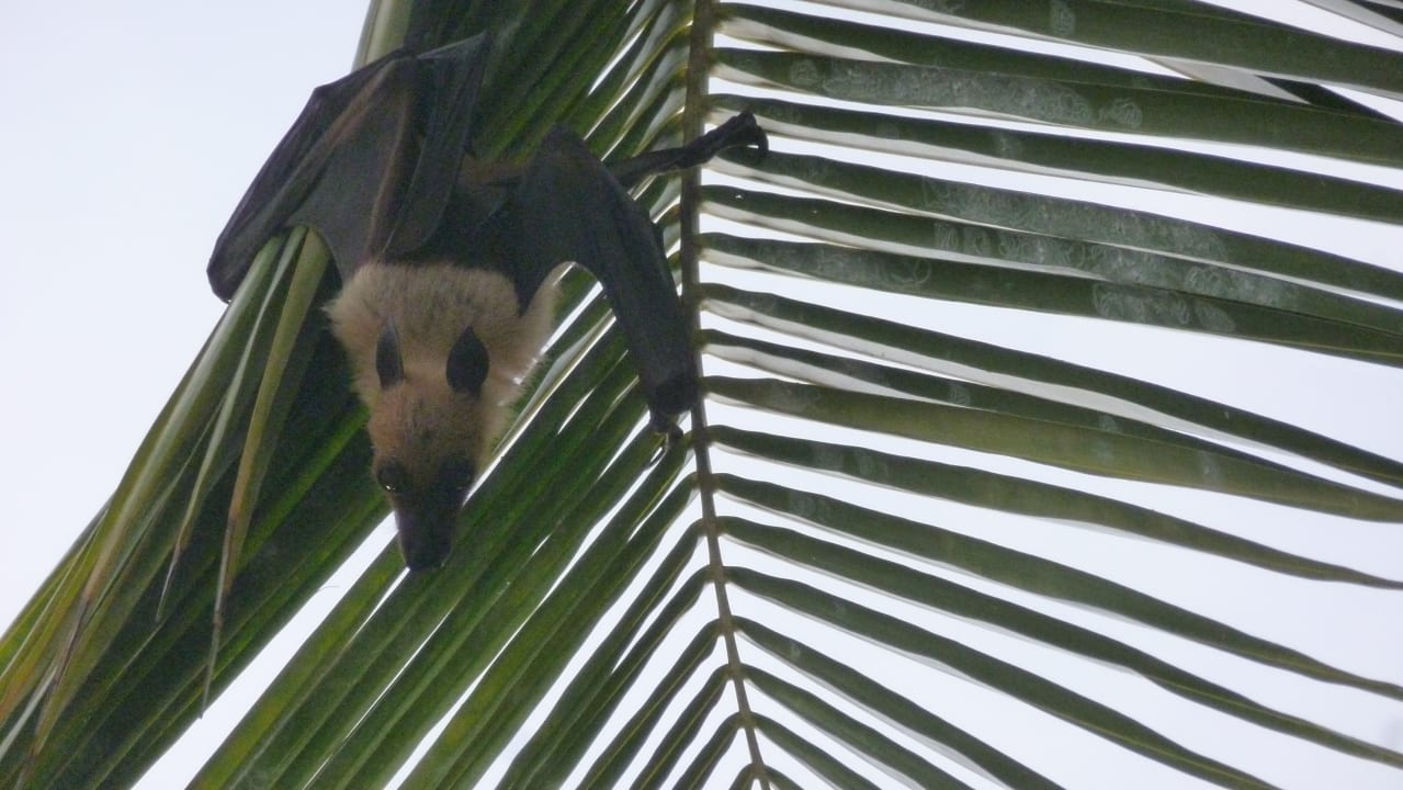 Gartenanlage Kuredu Island Resort & Spa