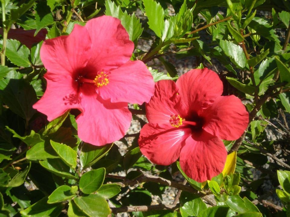 Blömsche! Bungalows Cordial Sandy Golf