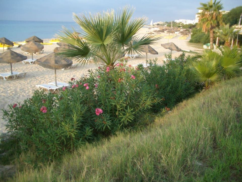 Heiderose45 TUI BLUE Palm Beach Hammamet