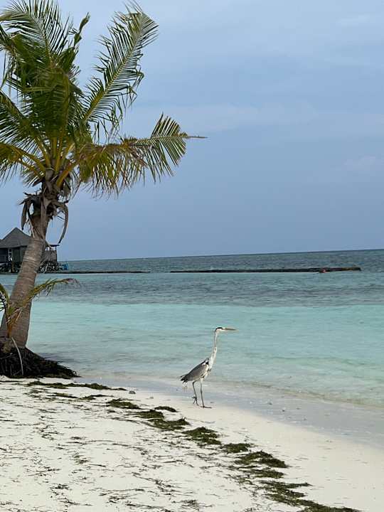 Strand Kuredu Island Resort & Spa
