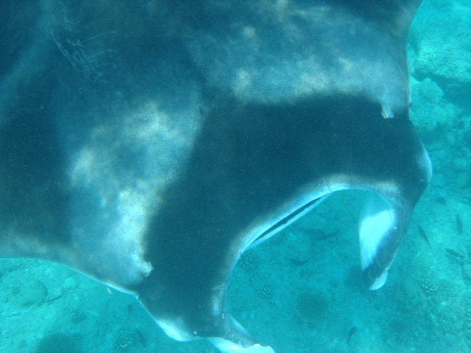 Manta Summer Island Maldives