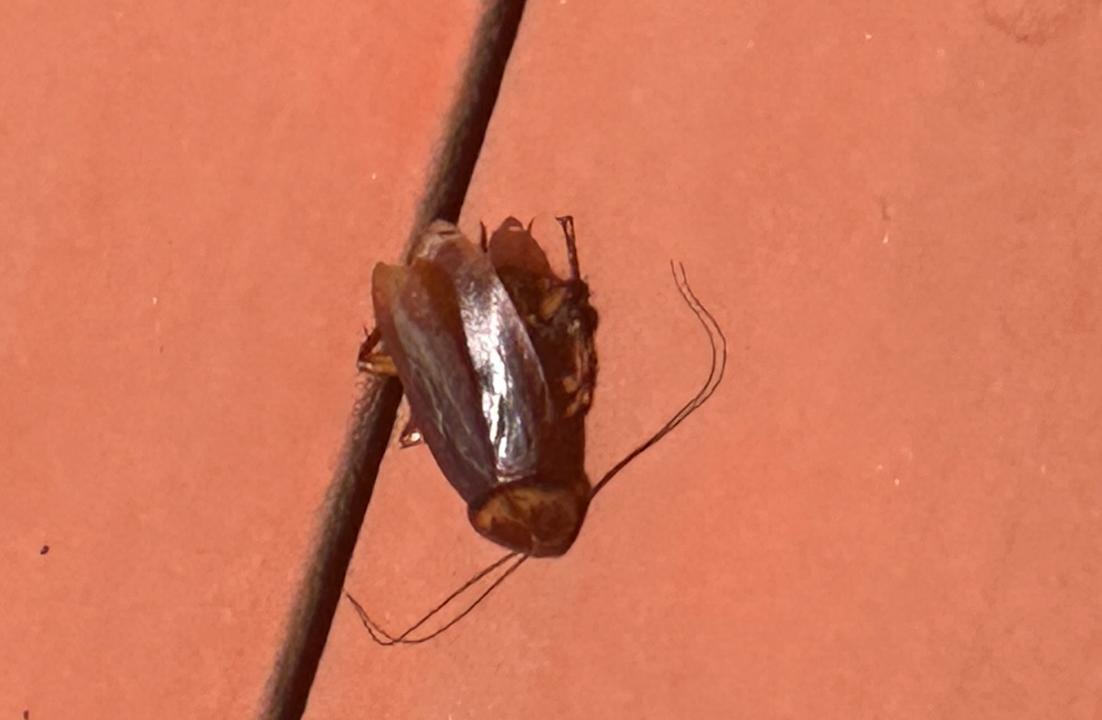 Pool Club Jandia Princess