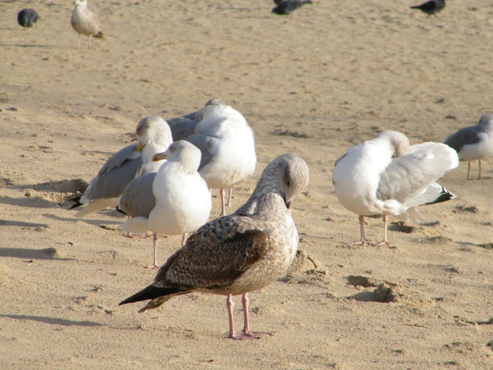 Mewy Hotel Aurora Family & SPA