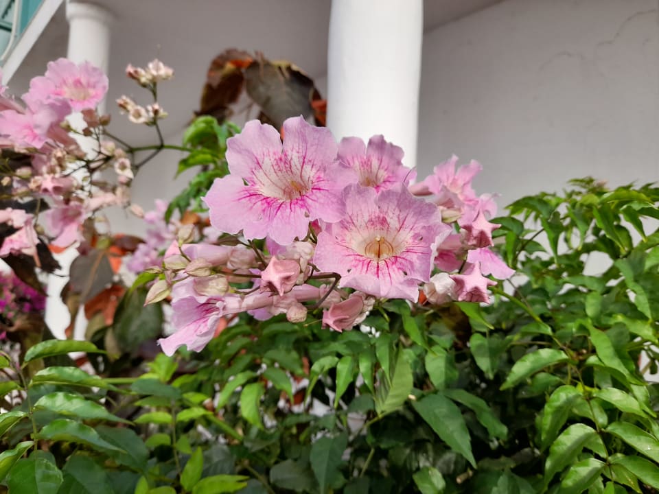 Gartenanlage Aldiana Club Fuerteventura