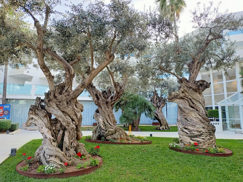 Gartenanlage Iberostar Waves Playa de Muro