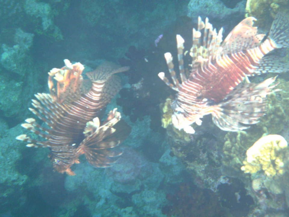 Rotfeuerfisch Pickalbatros Citadel Resort