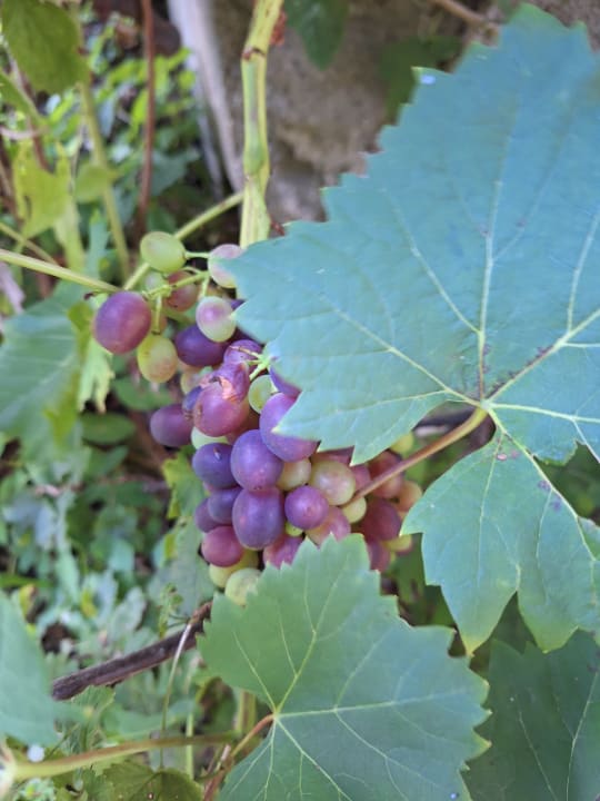 Gartenanlage Gasthof-Pension Waldfriede