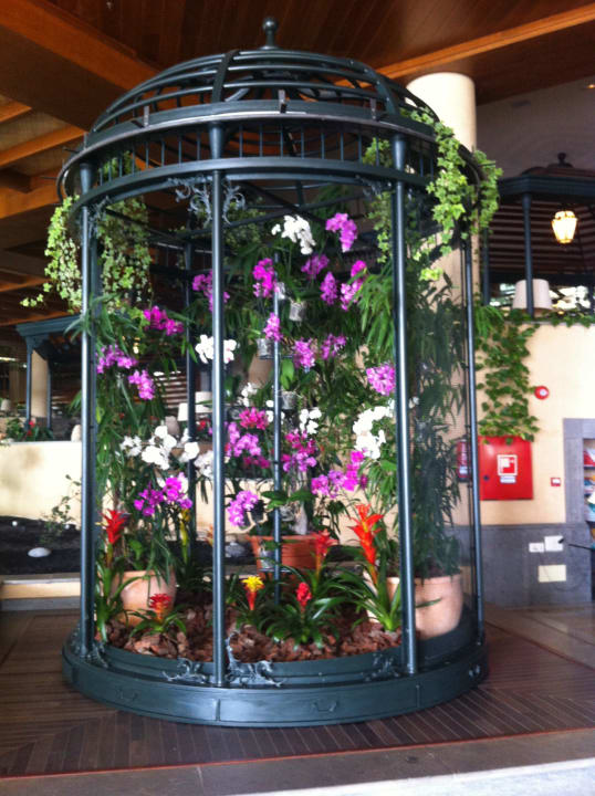 Wunderschöne Orchideen GF Gran Costa Adeje