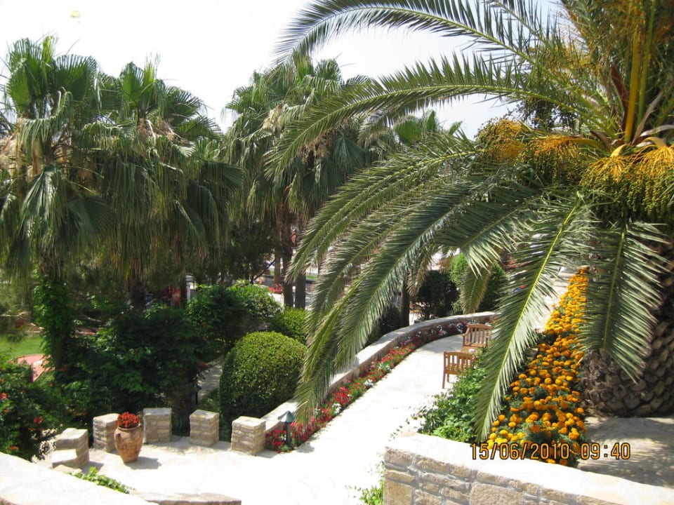 Palmen und noch mehr Palmen Arum Barut Collection