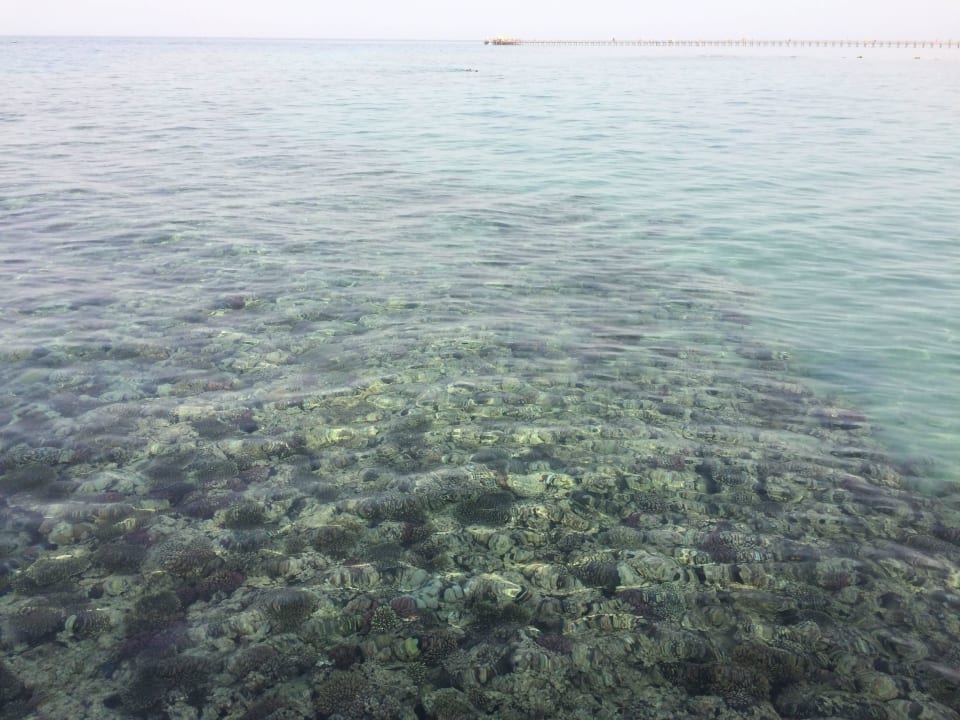 Klares Wasser  Cleopatra Luxury Resort Makadi Bay