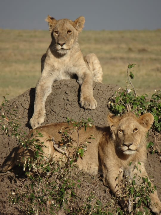 Sonstiges Aruba-Mara Camp