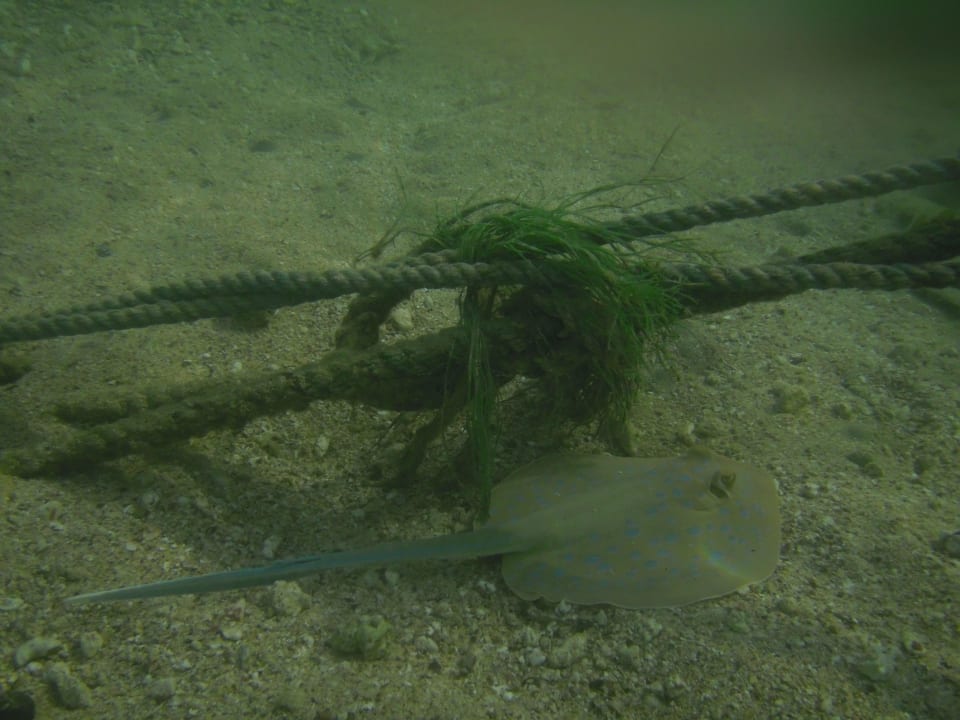 Blaupunktrochen am Eingang der Bucht Steigenberger Coraya Beach - Adults only