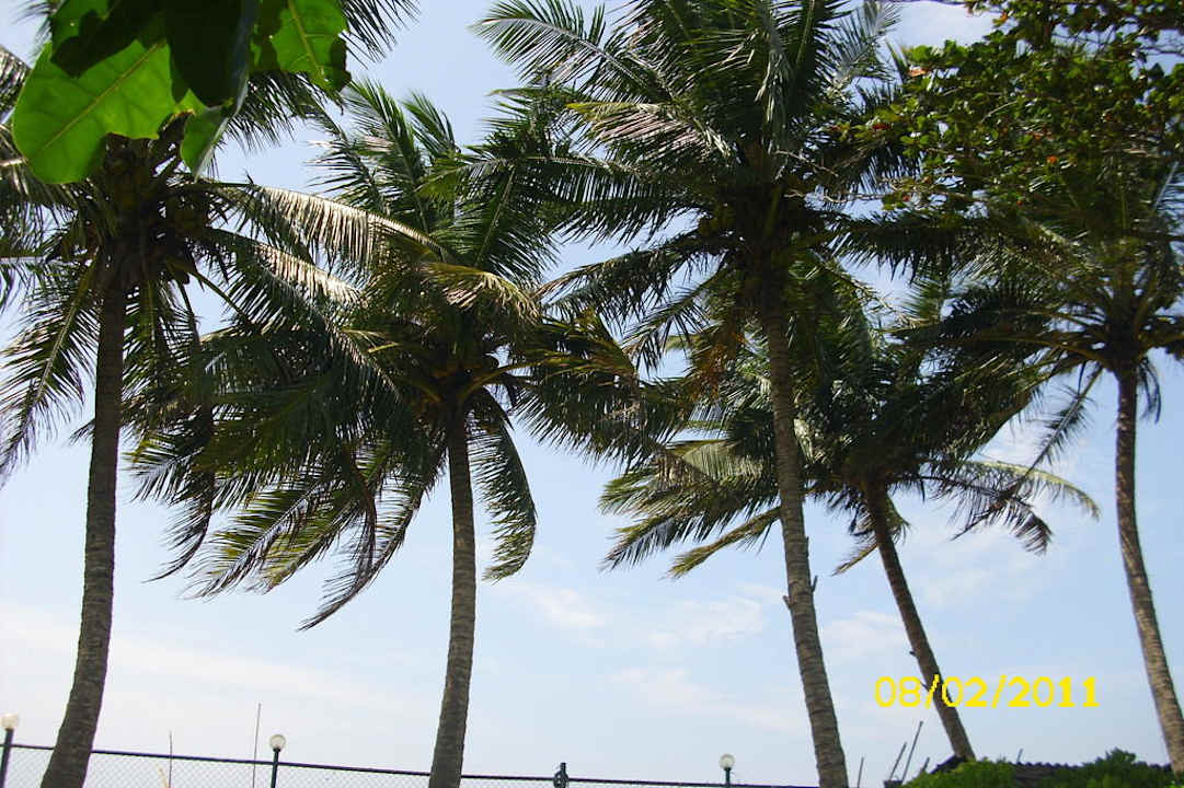 Palmen im Garten Earl’s Reef Beruwala