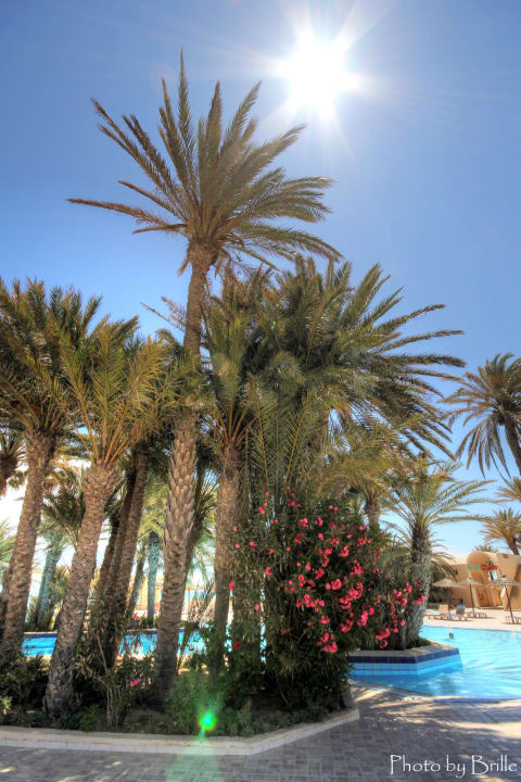 Die Palmen am Pool  Zita Beach Resort