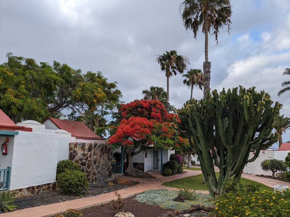 Gartenanlage Aldiana Club Fuerteventura