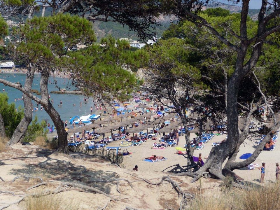 Kleiner verträumter Strand allsun Hotel Bella Paguera