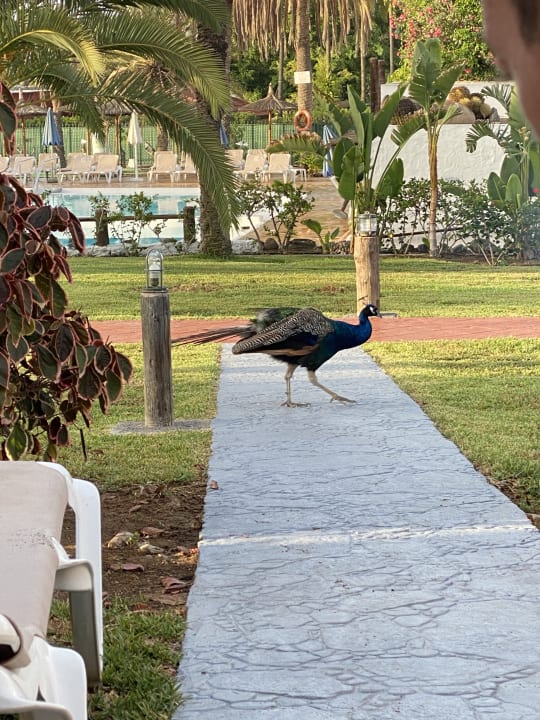 Gartenanlage HL Miraflor Suites Hotel