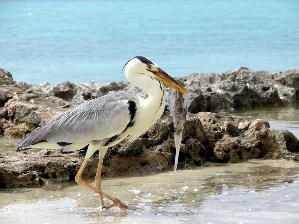Fischreiher beim Mittagessen Summer Island Maldives