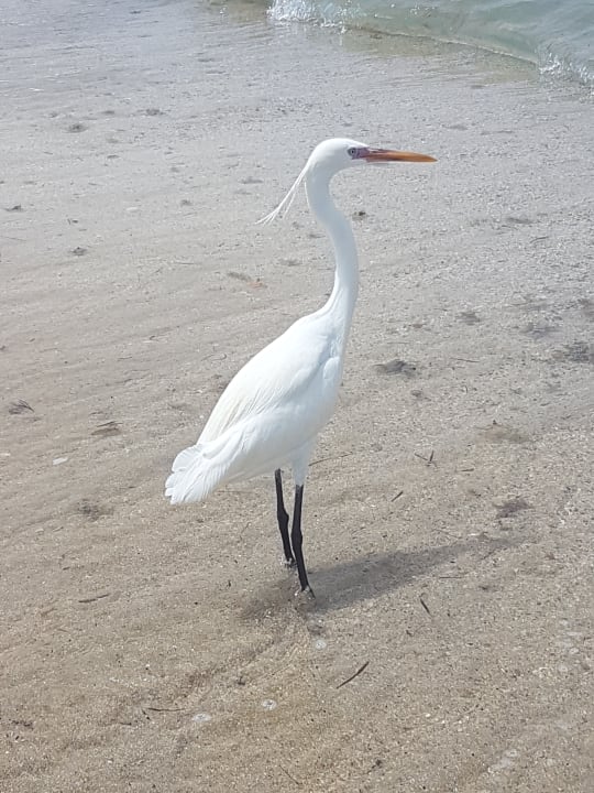 Strand Shams Alam Beach Resort