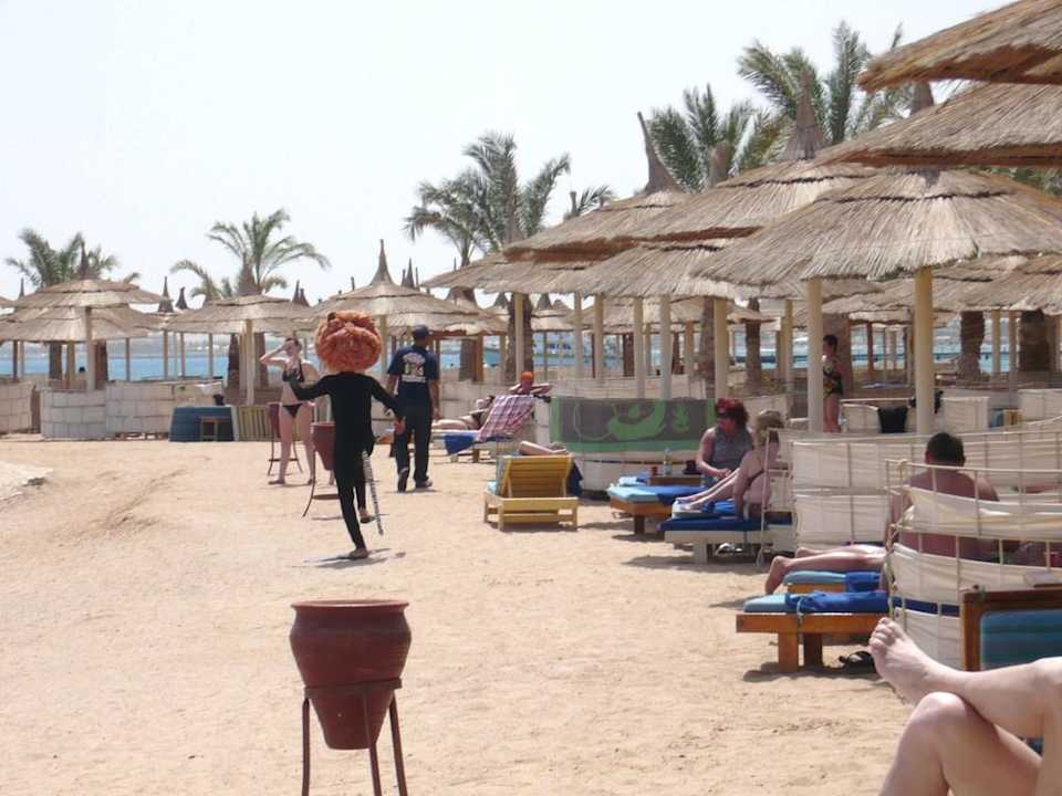 Wo ist die Katze Beach Albatros Resort